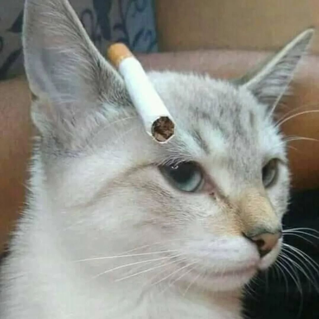 PunchingCat's tweet photo. https://t.co/5mRqczD5gb