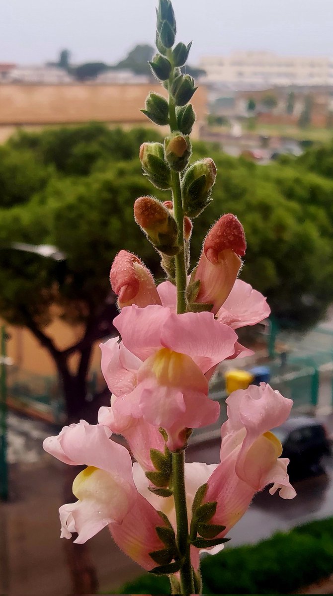 Maria Lea tweet media