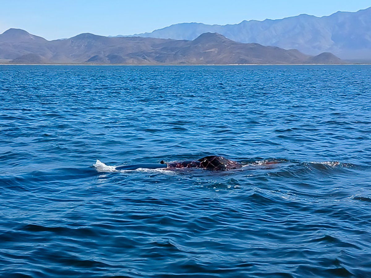 PROFEPA_Mx's tweet photo. 🚨🛥️ Durante un recorrido de vigilancia en la Bahía de los Ángeles, Baja California, personal de la Profepa localizó a una ballena jorobada juvenil enmallada en una red tipo chinchorro de fondo, arte de pesca prohibido en el área.
🐋
Gracias a la colaboración con la @SEMAR_mx, @Conapesca, @CONANP_mx y el grupo #RAVEN, se logró liberar exitosamente al ejemplar y retirar completamente la red del mar, previniendo riesgos a otras especies.
🐳
La Profepa mantiene vigilancia permanente y cero tolerancia a estas prácticas ilegales en zonas de alta importancia ecológica.
@SEMARNAT_mx