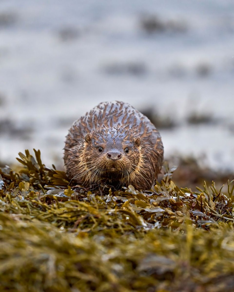 Unst is Scotland’s most northerly inhabited island.

Forming part of the Shetland Islands, it packs a lot into its 120 sq km - including Saxavord Space Port, Shetland Distillery, and rich wildlife.

Discover more 👇
shetland.org/visit/plan/are…
