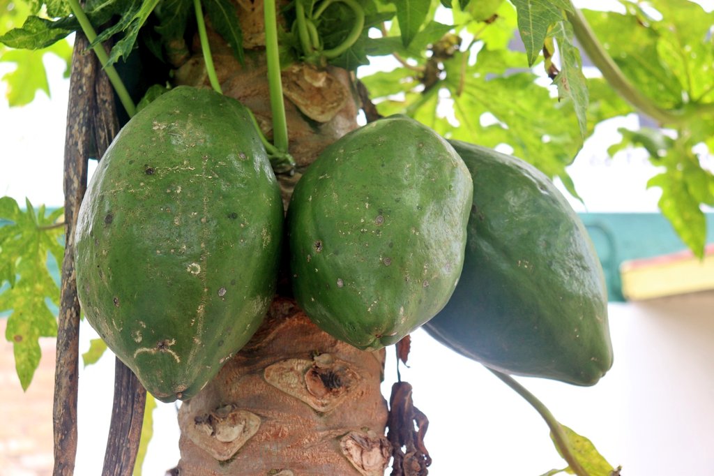 cefoppaka's tweet photo. Ipapayi ni igihingwa cyera vuba kandi kigatanga intungamubiri nyinshi! 🥭
Gifasha mu igogorwa ry'ibyo turya,kongera ubudahangarwa no gusukura uruhu.
#cefoppak #bioFarming https://t.co/xaEUVXK40r