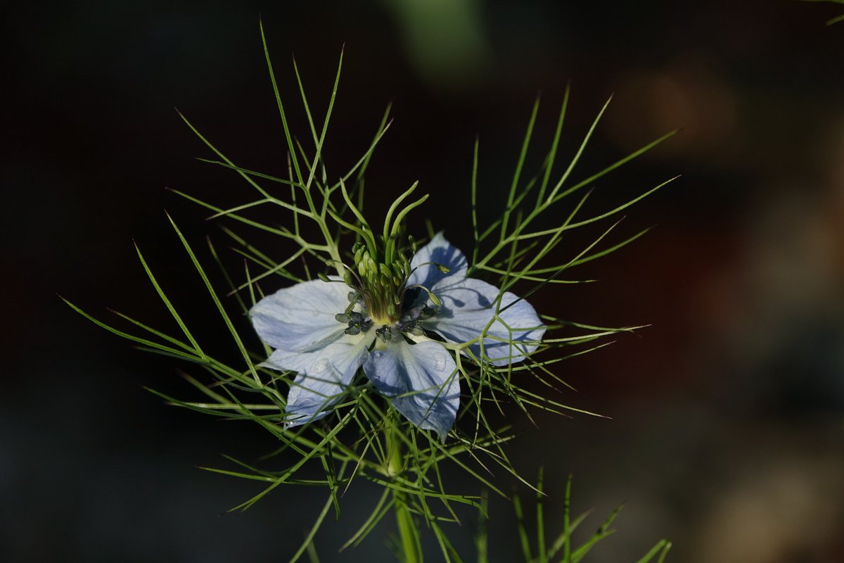 Roelof Koops tweet media