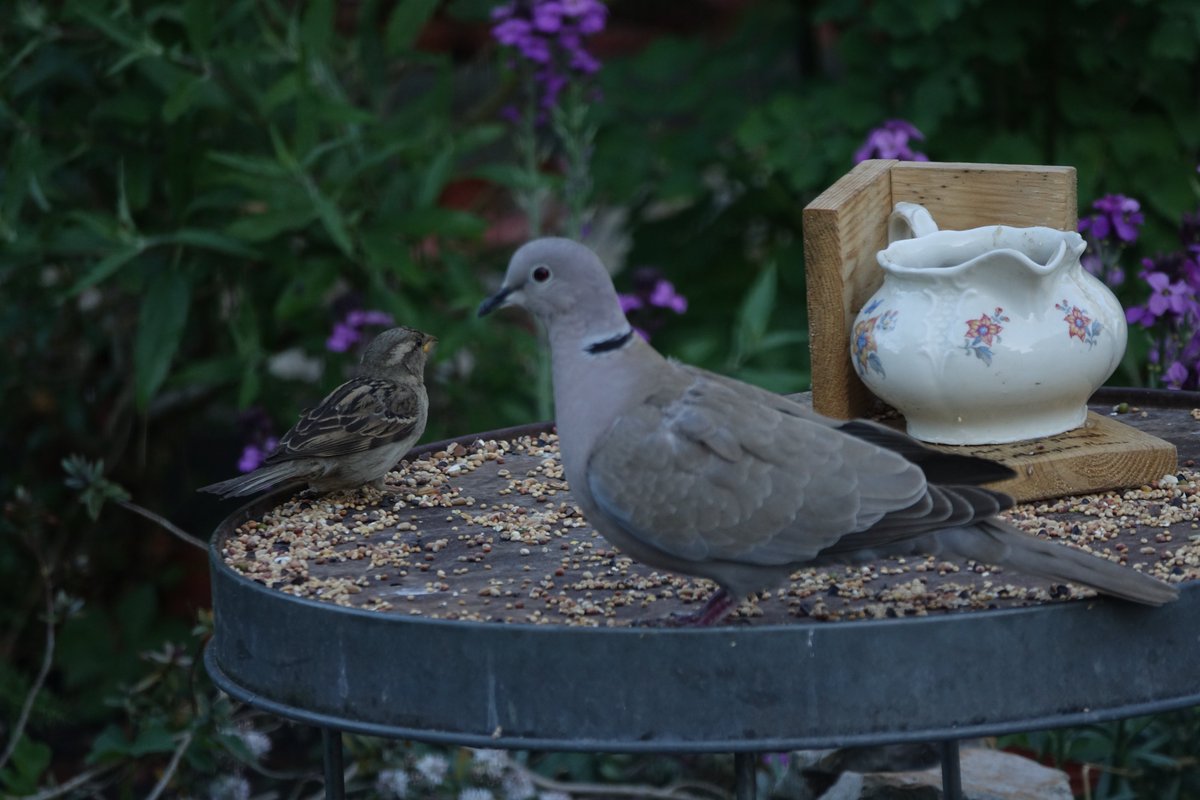 Roelof Koops tweet media