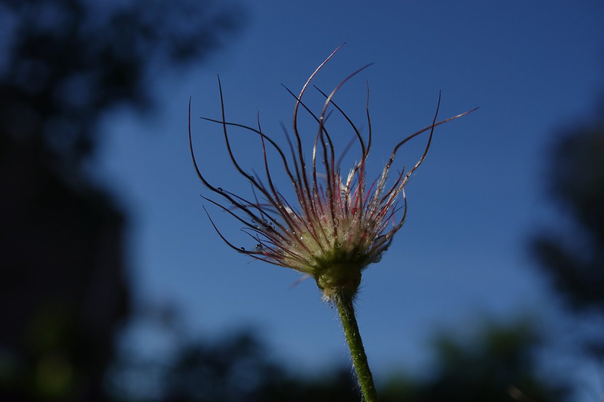 Roelof Koops tweet media