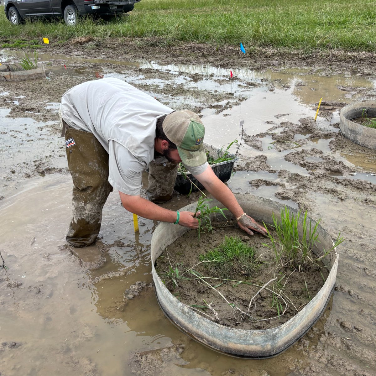 Perennial grass isn’t usually something you want in a rice field, but researchers at the LSU AgCenter H. Rouse Caffey Rice Research Station transplanted some in their plots to figure out how to keep them out of yours.