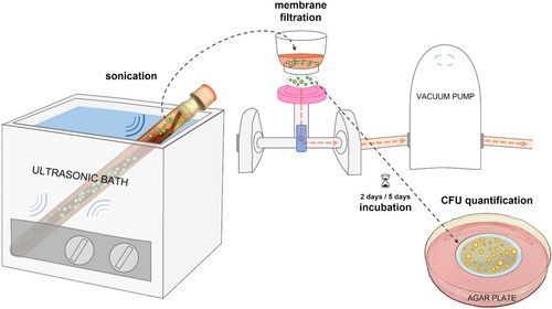 Brenna Pugliese (@brennapugliese) on Twitter photo Did you know tx of fracture nonunions differ based on presence of infxn? This new work in <a href="/JOrthopRes/">Journal of Orthopaedic Research®</a> investigates the value of membrane filtration of sonication fluid in differentiating low-grade infected nonunion from aseptic cases. Check it out! #ORSSMC buff.ly/Ch5OaLA Did you know tx of fracture nonunions differ based on presence of infxn? This new work in <a href="/JOrthopRes/">Journal of Orthopaedic Research®</a> investigates the value of membrane filtration of sonication fluid in differentiating low-grade infected nonunion from aseptic cases. Check it out! #ORSSMC buff.ly/Ch5OaLA