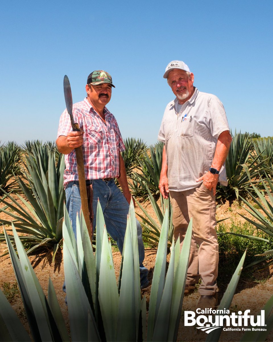cabountiful's tweet image. Craig Reynolds and Stuart Woolf are helping put California-grown agave on the map—turning this drought-tolerant crop into premium spirits.🌵🥃

Read more in California Bountiful: bit.ly/3RuBRSl

📷: Steve German

#CaliforniaBountiful #SpringIssue #AgaveRevolution