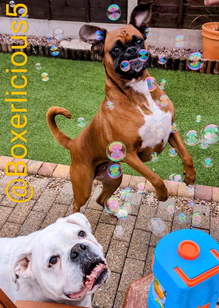 Boxerlicious5's tweet image. Boxers 🐶🐶 and bubbles 🫧🫧 #Boxerdogs #dogsofx 🐾🐾