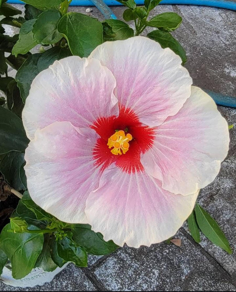 22 Sides tweet media