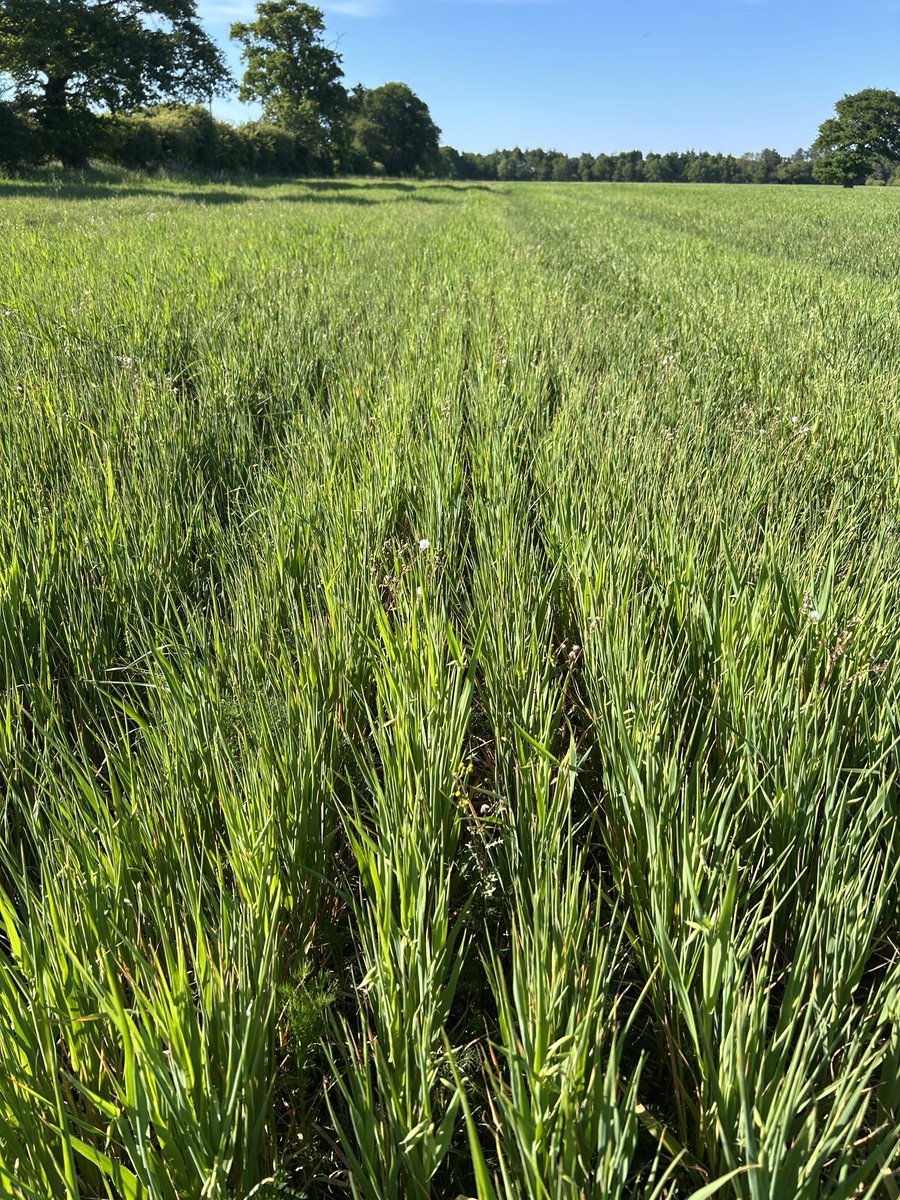 Interesting seeing #organic winter oats under an oak tree thrive vs in field suffering massively from the #drought25. Years of leaf litter and shade must be helping -  does make me wonder about #agroforestry 🌾 🌳 🌾