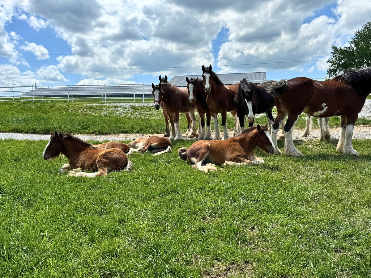 Don't mind us, just taking a little nap break... 💤​

#WarmSpringsRanch | #BudweiserClydesdales