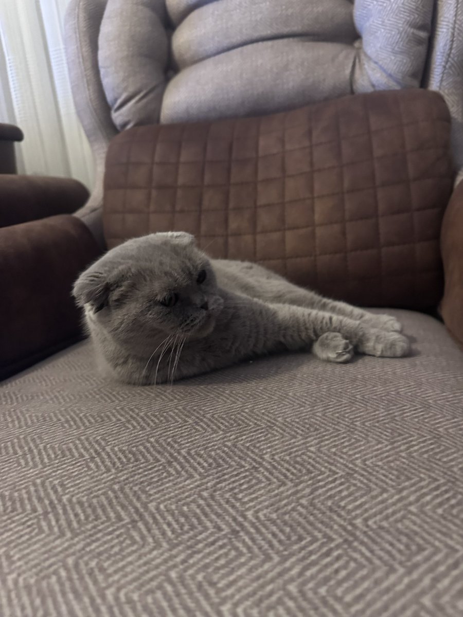 Milletin kedisi garip gurup tavırlarla deprem uyarısı vermiş sahiplerine o sırada benim kedinin sere serpe yatış