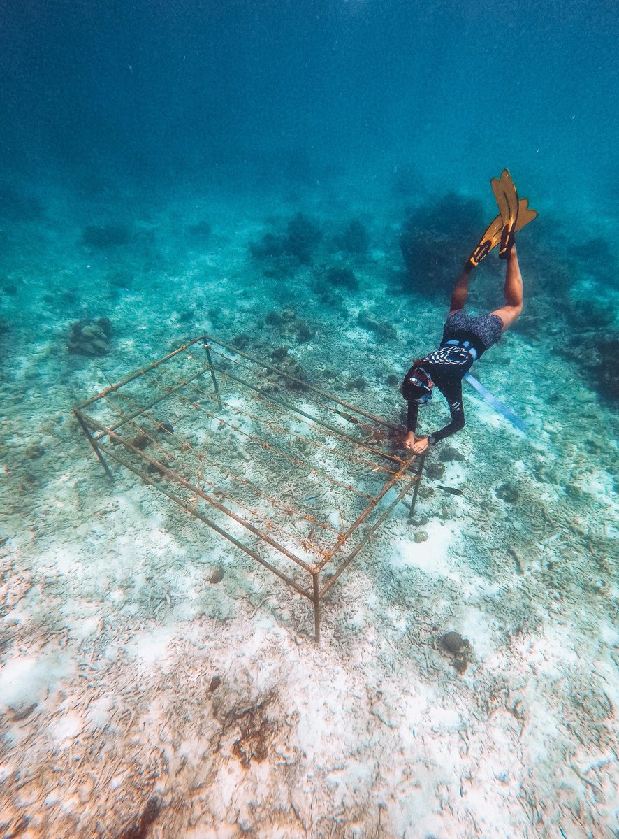 The Seychelles Islands (@visitseychelles) on Twitter photo Would you adopt a coral? Learn how your visit can support local conservation projects by checking out our #SustainableSeychelles page! sey.chell.es/special-intereโฆ ๐ชธ
๐<a href="/FourSeasons/">Four Seasons Hotels</a> Mahe
#coralrestoration #seychelles #seychellesislands #experienceseychelles #marineconservation Would you adopt a coral? Learn how your visit can support local conservation projects by checking out our #SustainableSeychelles page! sey.chell.es/special-intereโฆ ๐ชธ
๐<a href="/FourSeasons/">Four Seasons Hotels</a> Mahe
#coralrestoration #seychelles #seychellesislands #experienceseychelles #marineconservation