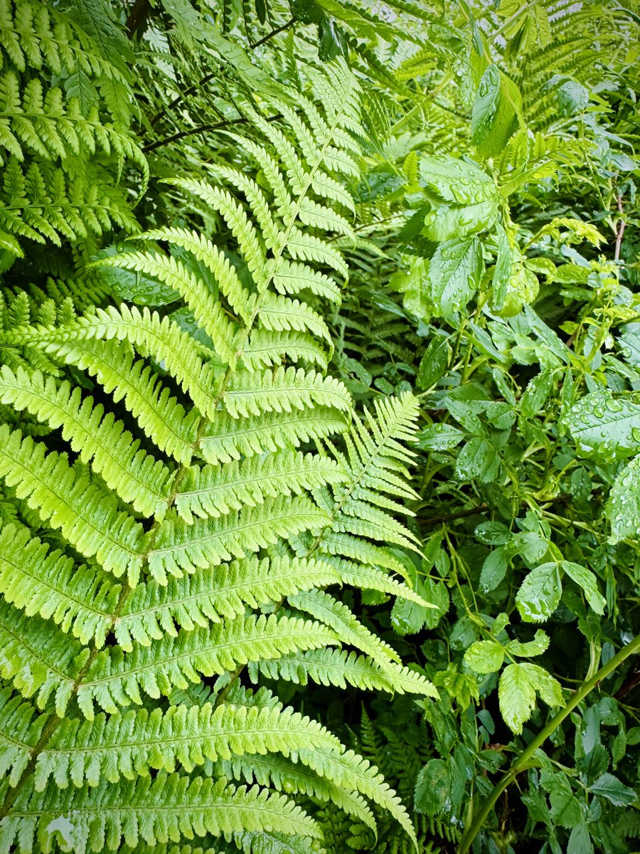 Jiří Prokop tweet media