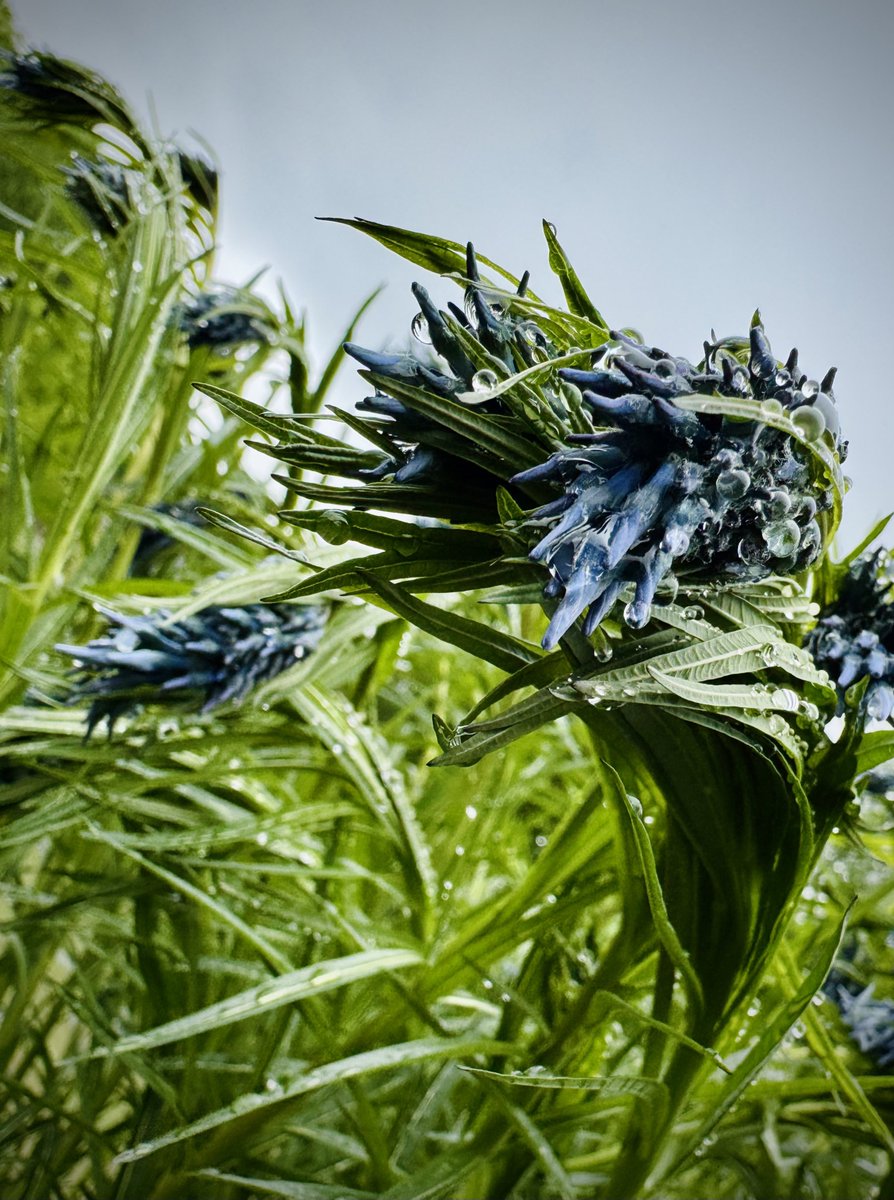 Jiří Prokop tweet media