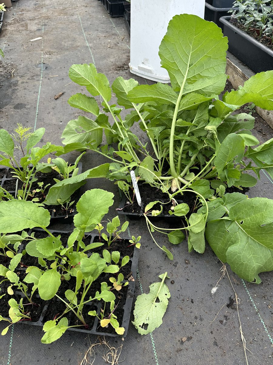 Springy Steve (@springy_steve) on Twitter photo Anyone else buy some Zinnia elegans, 'Burpeeana' seeds from <a href="/ChilternSeeds/">Chiltern Seeds</a> and they actually turned out to be radishes and possibly parsnips ?! 🤣
I’m surprised I didn’t recognise the seeds when I sowed them. 😬 Anyone else buy some Zinnia elegans, 'Burpeeana' seeds from <a href="/ChilternSeeds/">Chiltern Seeds</a> and they actually turned out to be radishes and possibly parsnips ?! 🤣
I’m surprised I didn’t recognise the seeds when I sowed them. 😬