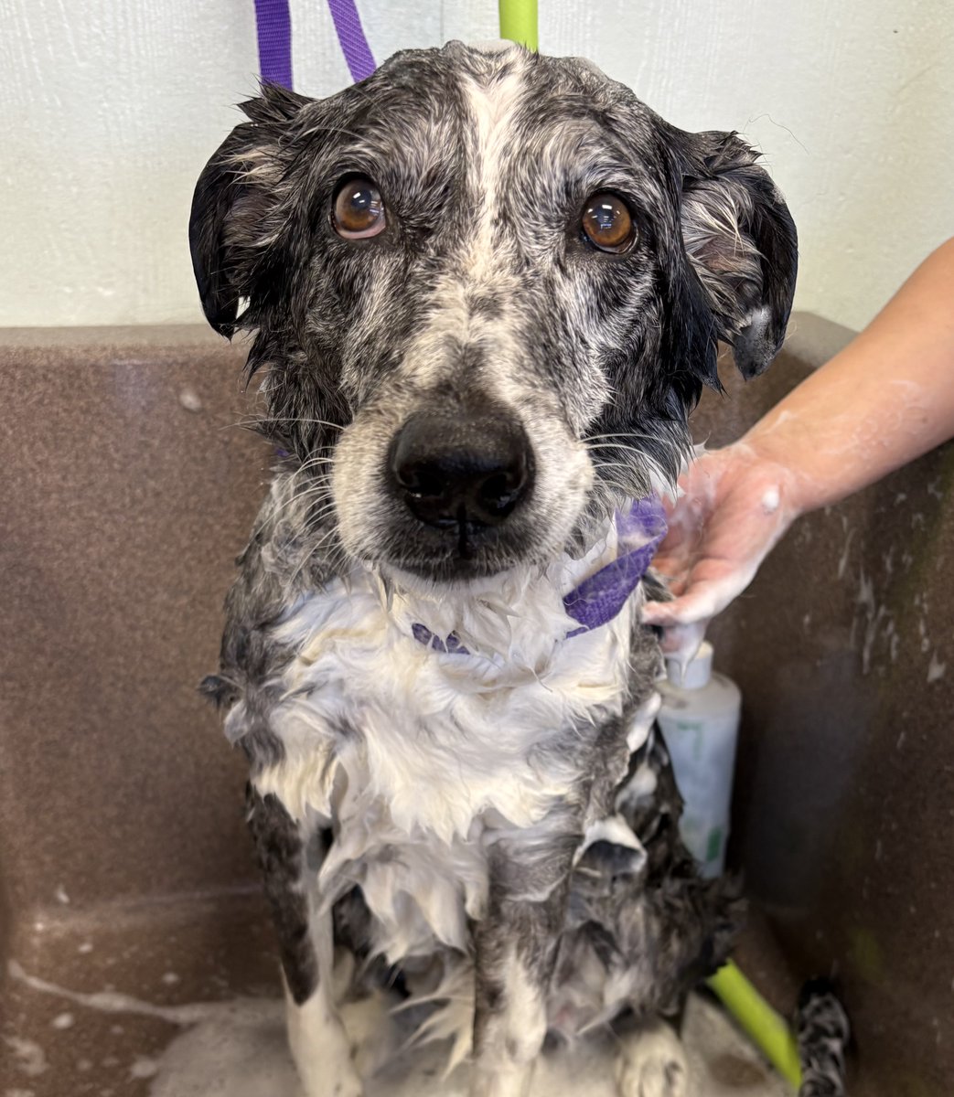 happyk9clifford's tweet image. Pepper came in for a relaxing bath and flea treatment today 🛁🐶 She was an absolute angel and left feeling fresh, clean and ready to take on the world! 👑
#PamperedPup #WhereGoodDogsGetClean