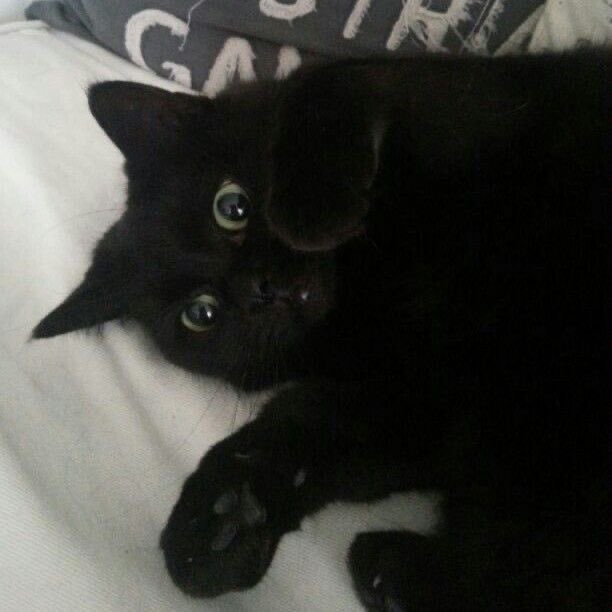 Black cats are not bad luck (@visualscat) on Twitter photo 