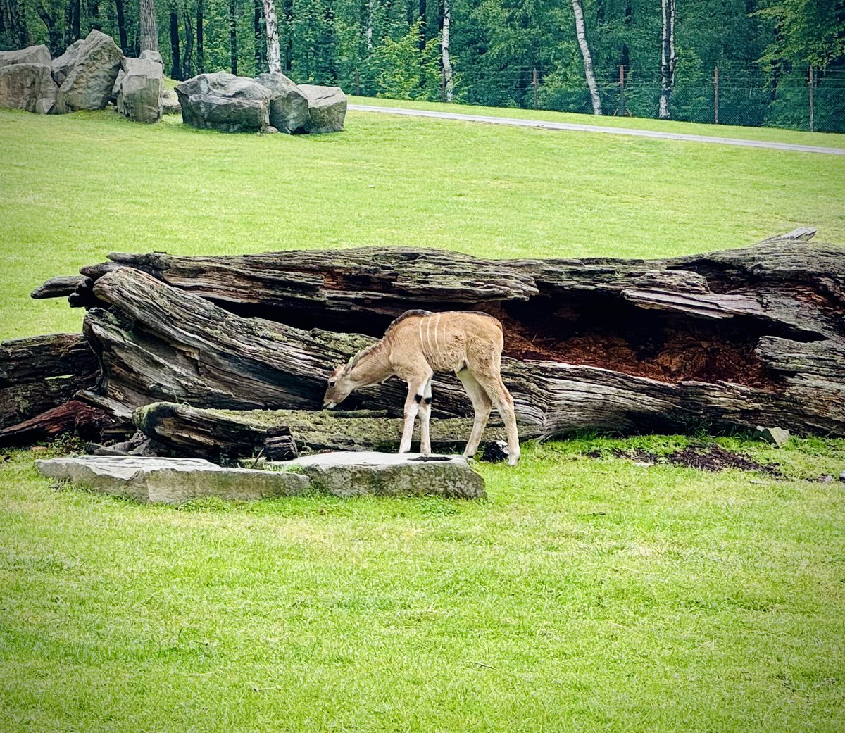 Jiří Prokop tweet media