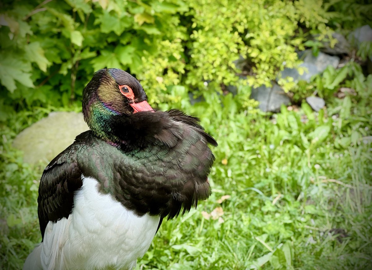 Jiří Prokop tweet media