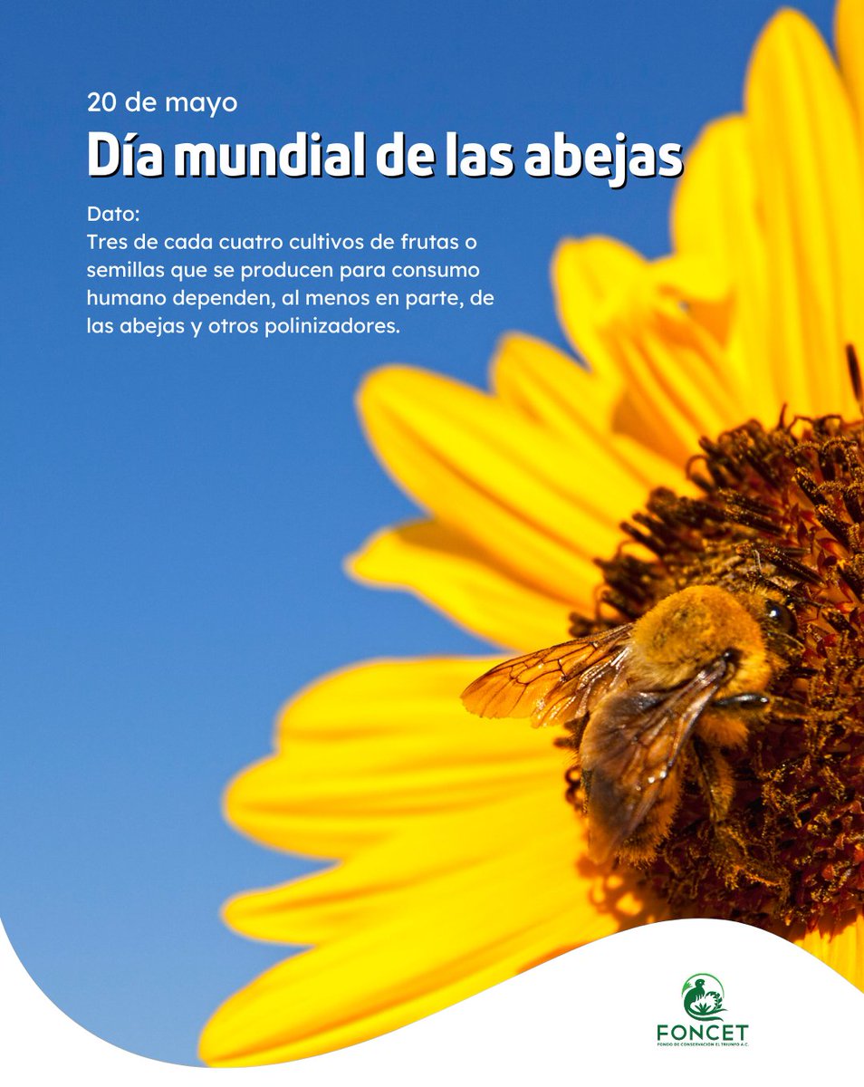 #DiaMundialDeLasAbejas 
Tres de cada cuatro cultivos de frutas o semillas que se producen para consumo humano dependen, al menos en parte, de las abejas y otros polinizadores.

Dependemos de la supervivencia de las abejas