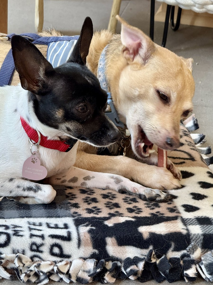 Patterson Veterinary tweet media