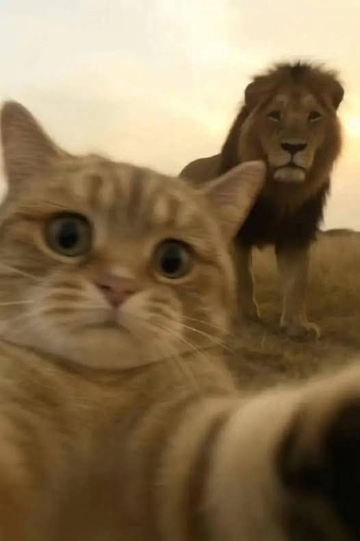 Kedi ve aslan hmmmm 😽🦁 artık daha anlamlı gelmeye başladı son bölümden sonra  xhjdjjssjs
#Biby