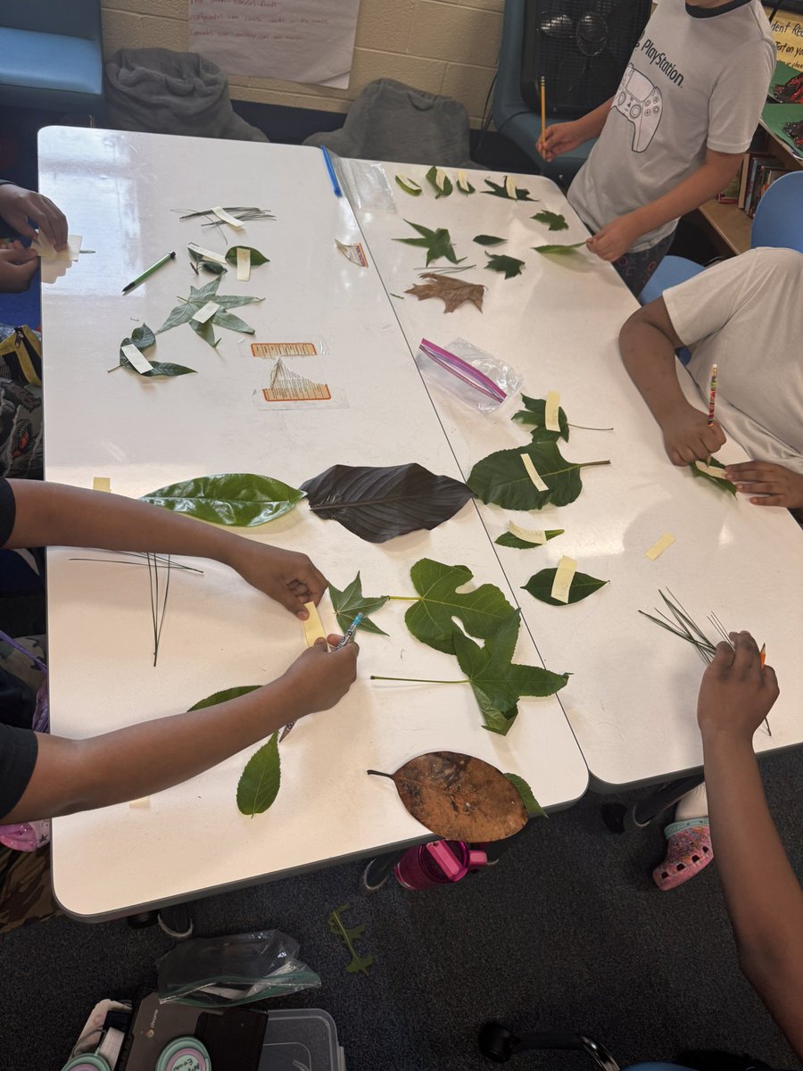 EducatorALee's tweet photo. 🌿 Our 5th graders explored nature by categorizing leaves from coniferous and deciduous trees and even identified the trees they came from. Learning rooted in curiosity! #chasinggreatness @BuggMagnet #youngscientist https://t.co/iv5NOx7o5Z