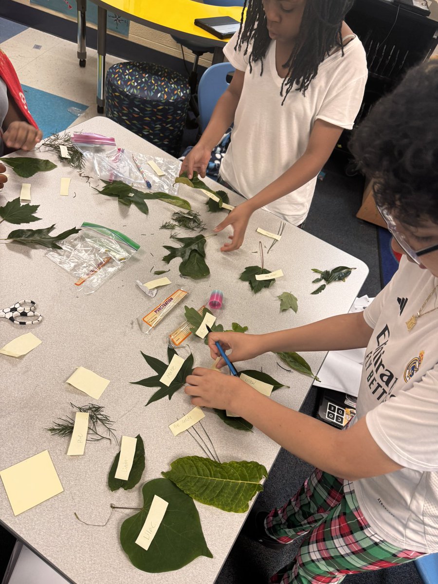 EducatorALee's tweet photo. 🌿 Our 5th graders explored nature by categorizing leaves from coniferous and deciduous trees and even identified the trees they came from. Learning rooted in curiosity! #chasinggreatness @BuggMagnet #youngscientist https://t.co/iv5NOx7o5Z