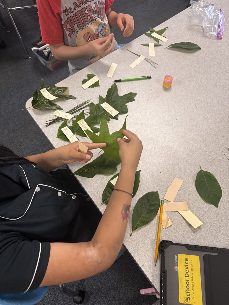 EducatorALee's tweet photo. 🌿 Our 5th graders explored nature by categorizing leaves from coniferous and deciduous trees and even identified the trees they came from. Learning rooted in curiosity! #chasinggreatness @BuggMagnet #youngscientist https://t.co/iv5NOx7o5Z