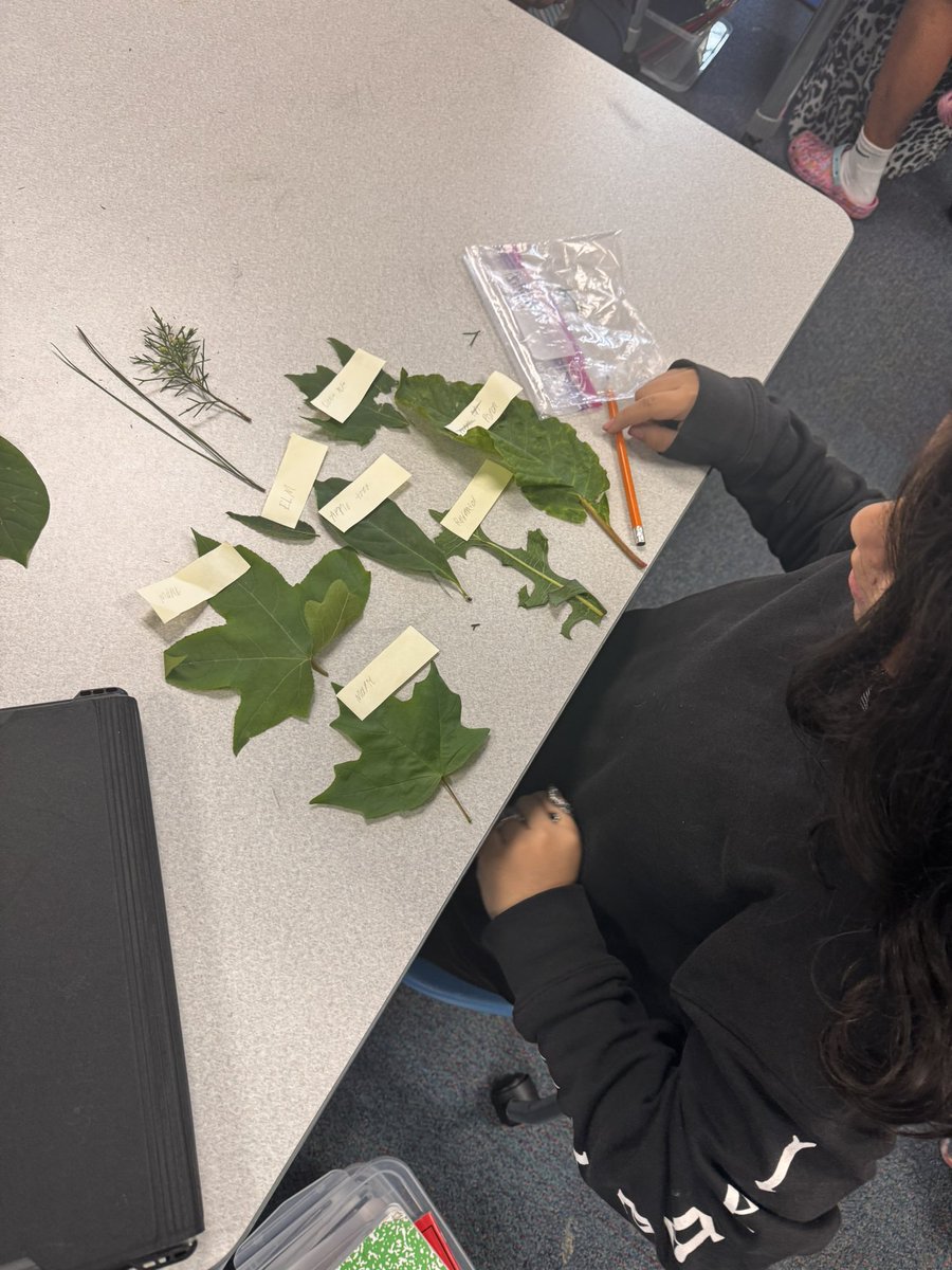 EducatorALee's tweet photo. 🌿 Our 5th graders explored nature by categorizing leaves from coniferous and deciduous trees and even identified the trees they came from. Learning rooted in curiosity! #chasinggreatness @BuggMagnet #youngscientist https://t.co/iv5NOx7o5Z
