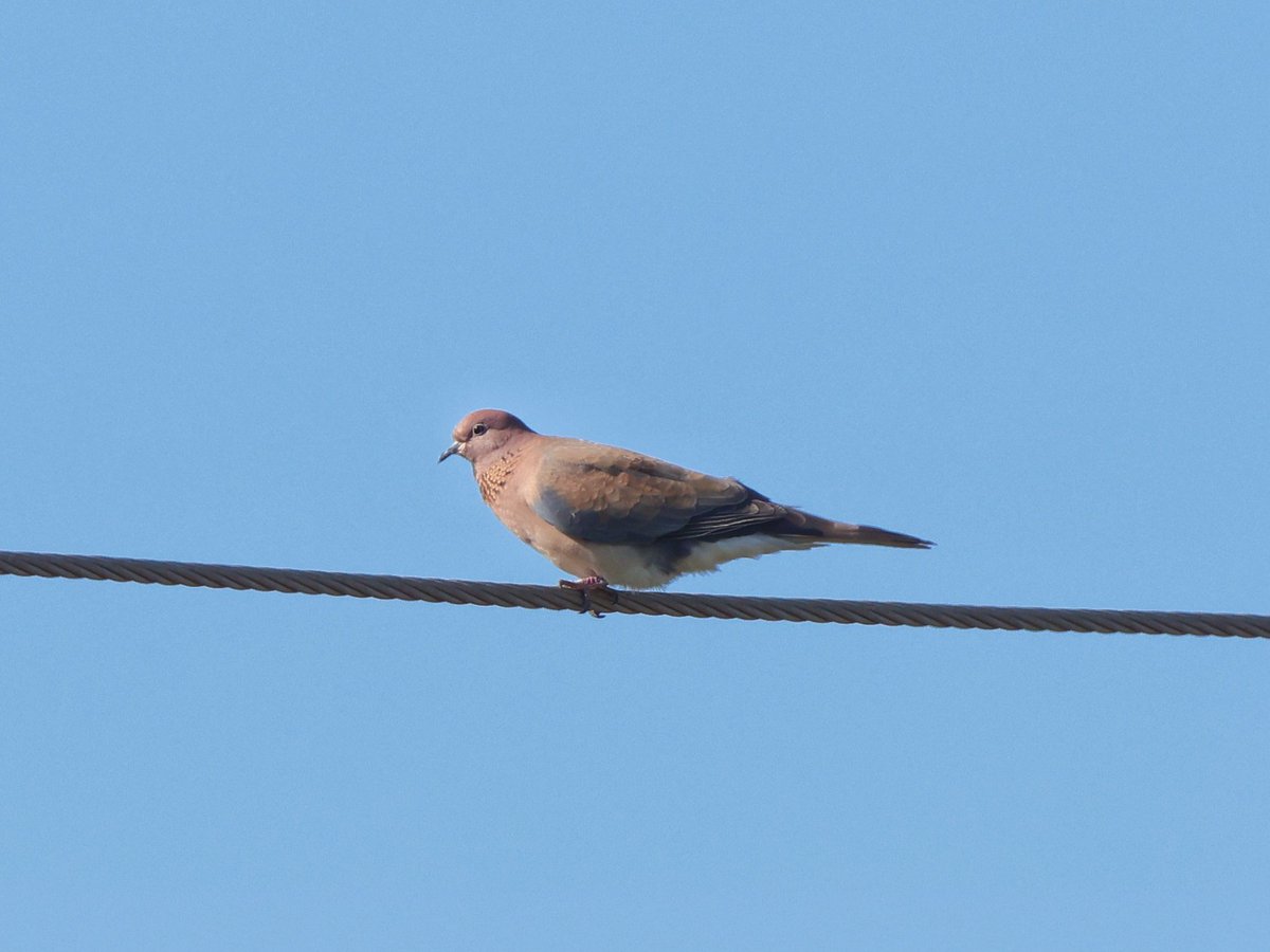 treen_paul's tweet photo. Final full day in Bulgaria on the Black Sea Coast. A lifer for breakfast - Paddyfield Warbler, one for dinner - Common Rosefinch ( bad freehand scoped pic) &amp; one for tea - Laughing Dove. And just one of my fav birds here - Pied Wheatear. https://t.co/FREoNOuTVp