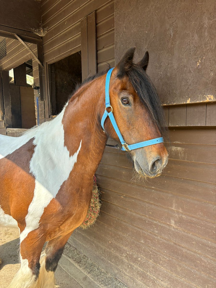 Lovely pony looking for a new  🏡 hoptonrehabhoming.org/contact-us #AdoptDontShop #rehomehour