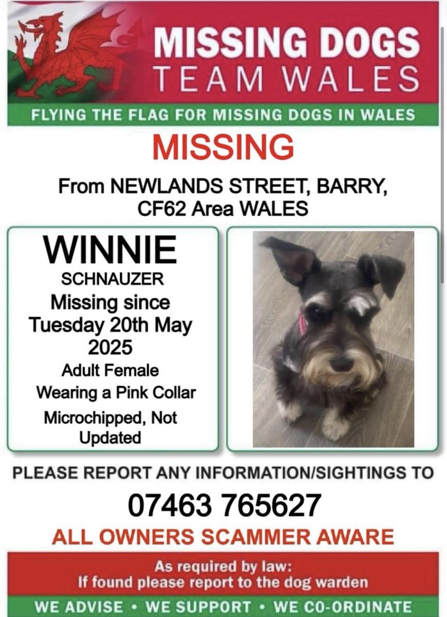 ‼️URGENT SIGHTINGS NEEDED ‼️

🔻#WINNIE #MISSING FROM #NEWLANDSST #BARRY CF62 
SINCE TUESDAY 20TH MAY 

🔻LAST SEEN 11AM ON #BROADSTREET 
PLEASE DO NOT CHASE IF SEEN 
CALL THE NUMBER ON THIS POSTER ASAP ⬇️⬇️