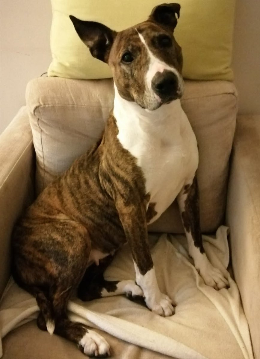 Owly (@nightowl400) on Twitter photo Please RT to help Lola <a href="/SeniorStaffy/">Senior Staffy Club Dog Rescue</a> find her pawfect furever home this #rehomehour 🙏
Read all about her at seniorstaffyclub.co.uk/adopt-a-staffy… #teamzay #AdoptDontShop #rescuedog #adoptable #dog #tuesdayvibe Please RT to help Lola <a href="/SeniorStaffy/">Senior Staffy Club Dog Rescue</a> find her pawfect furever home this #rehomehour 🙏
Read all about her at seniorstaffyclub.co.uk/adopt-a-staffy… #teamzay #AdoptDontShop #rescuedog #adoptable #dog #tuesdayvibe
