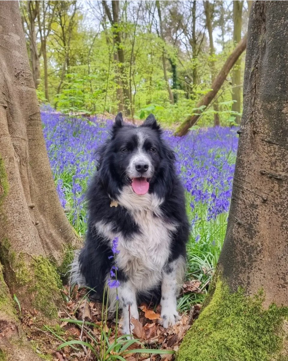 A friend among the bluebells 💙 

📍 Loughgall Country Park
📷 Credit to @tina_c_photos for this lovely shot!

Tag us in your captures using #VisitArmagh

#bluebells #spring #dogs #nature