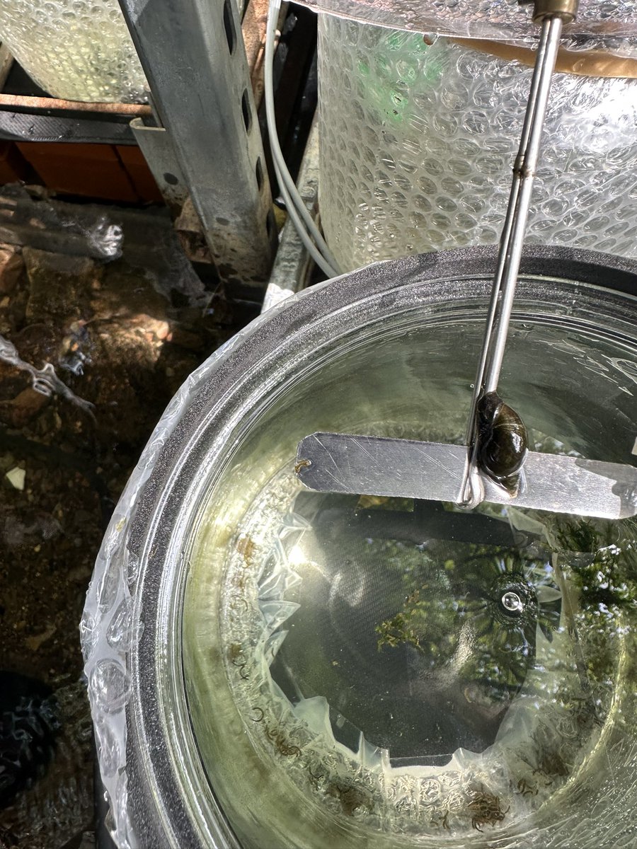QuantumFreshWtr's tweet image. The snails also like a paddle-ride! These are snails added to our mesocosm experiment for QUANTUM WP4 @AnaCastroCaste @EnnsSydney5474