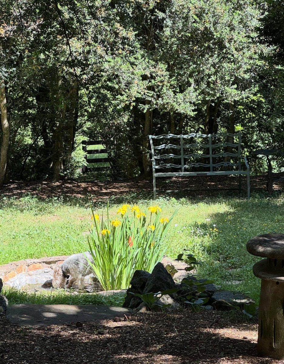 VCCA Executive Dog Asta conducts secret business in secret gardens.  #MtSanAngelo