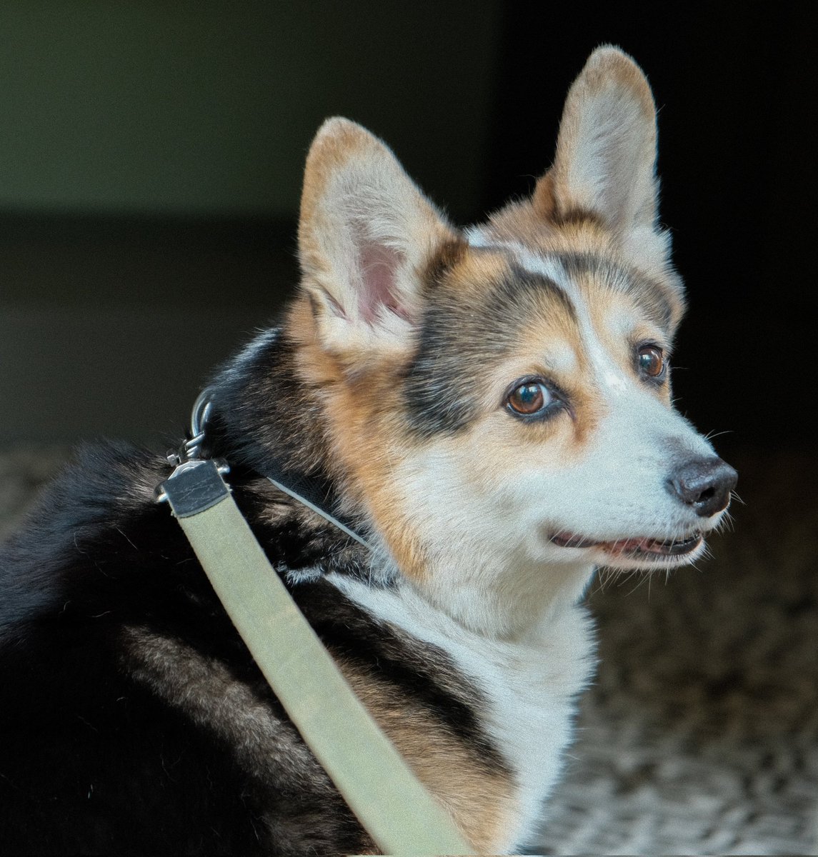 Інді бачить всіх хто ще не кинув 22 гривні на приколи нашим артилерійським літунам