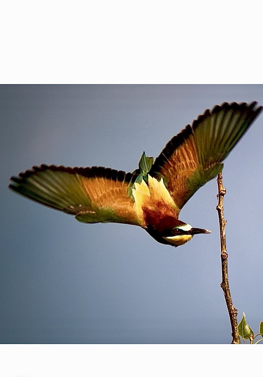 Bee-Eater northern Greece <a href="/KerkiniBirding/">Kerkini Birding News</a> <a href="/VisitGreecegr/">Visit Greece</a>