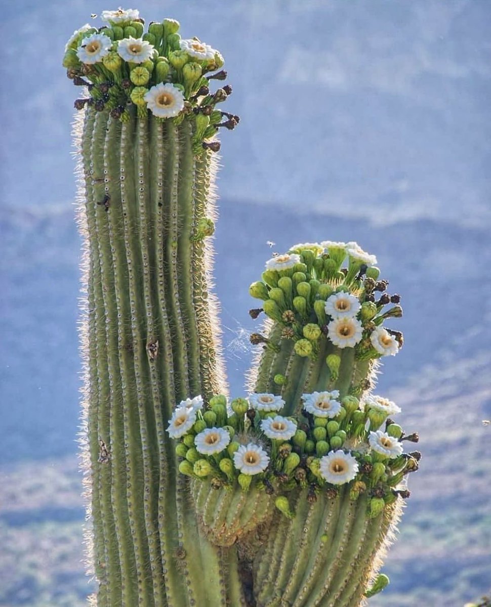 RegioCactus's tweet photo. Carnegiea Gigantea, Sonora 🇲🇽 https://t.co/m8TE9BPcLF