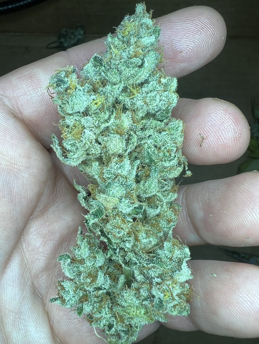 cascadia_seeds's tweet image. Sowahh BX fems now available at Cascadia-seeds.com
Sowahh x (Sowahh x Skunk #1)
Extra sour funk with heavy gas, rotten mango and rubber terps.