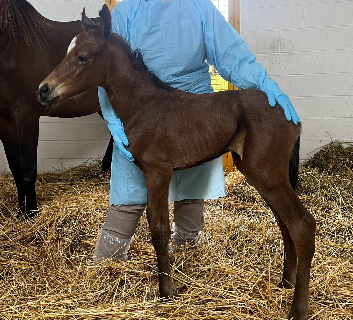 Grateful to close out the season with a healthy BLAME filly out of Orate. She’s a full sister to our stakes-placed mare Berate, and 1/2 to stakes winners Endless Chatter (FIRST SAMURAI) and Whitecliffsofdover (WAR FRONT) 🩷⭐️