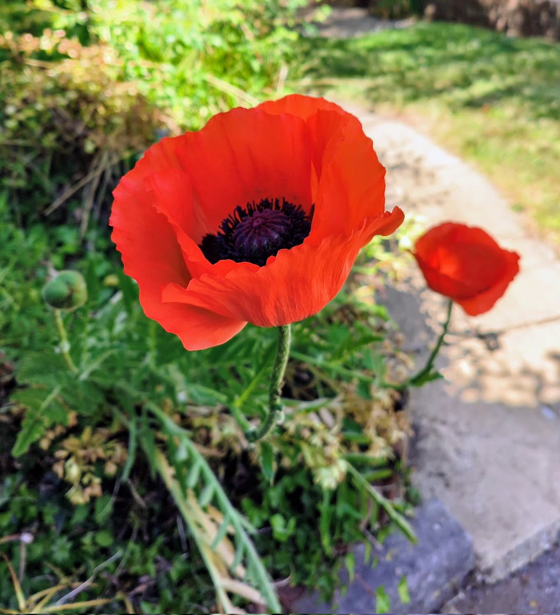 LadyGrace27's tweet photo. A poppy grows where it pleases—no permission, no imitation. Just presence...❤️

#tuesdayvibe #TuesdayFeeling #Flowers #FlowersOnX 
#POPPY #whereitbegan https://t.co/DZHYtCIRpP