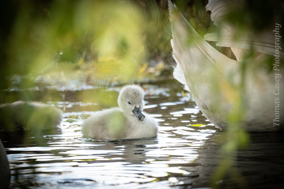 Thomas Casey tweet media