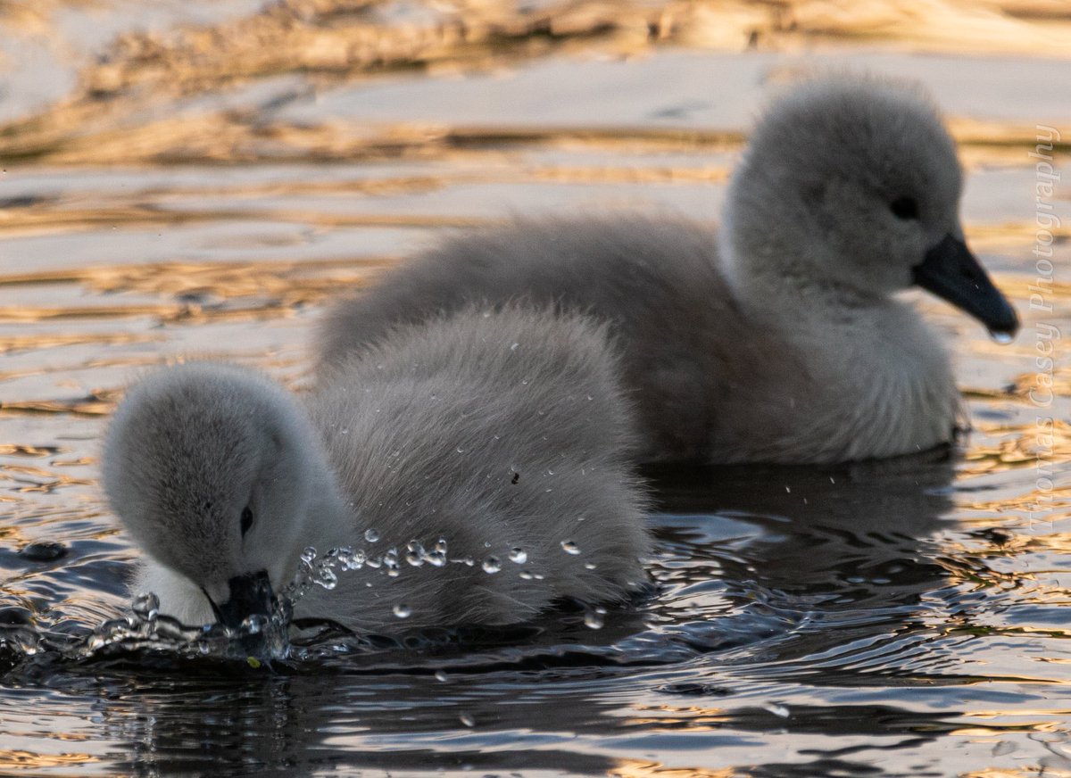 Thomas Casey tweet media