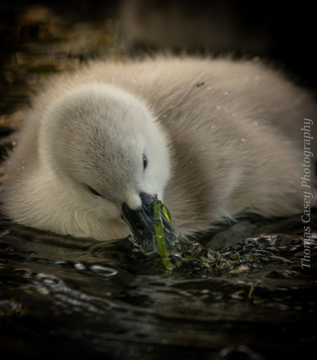 Thomas Casey tweet media