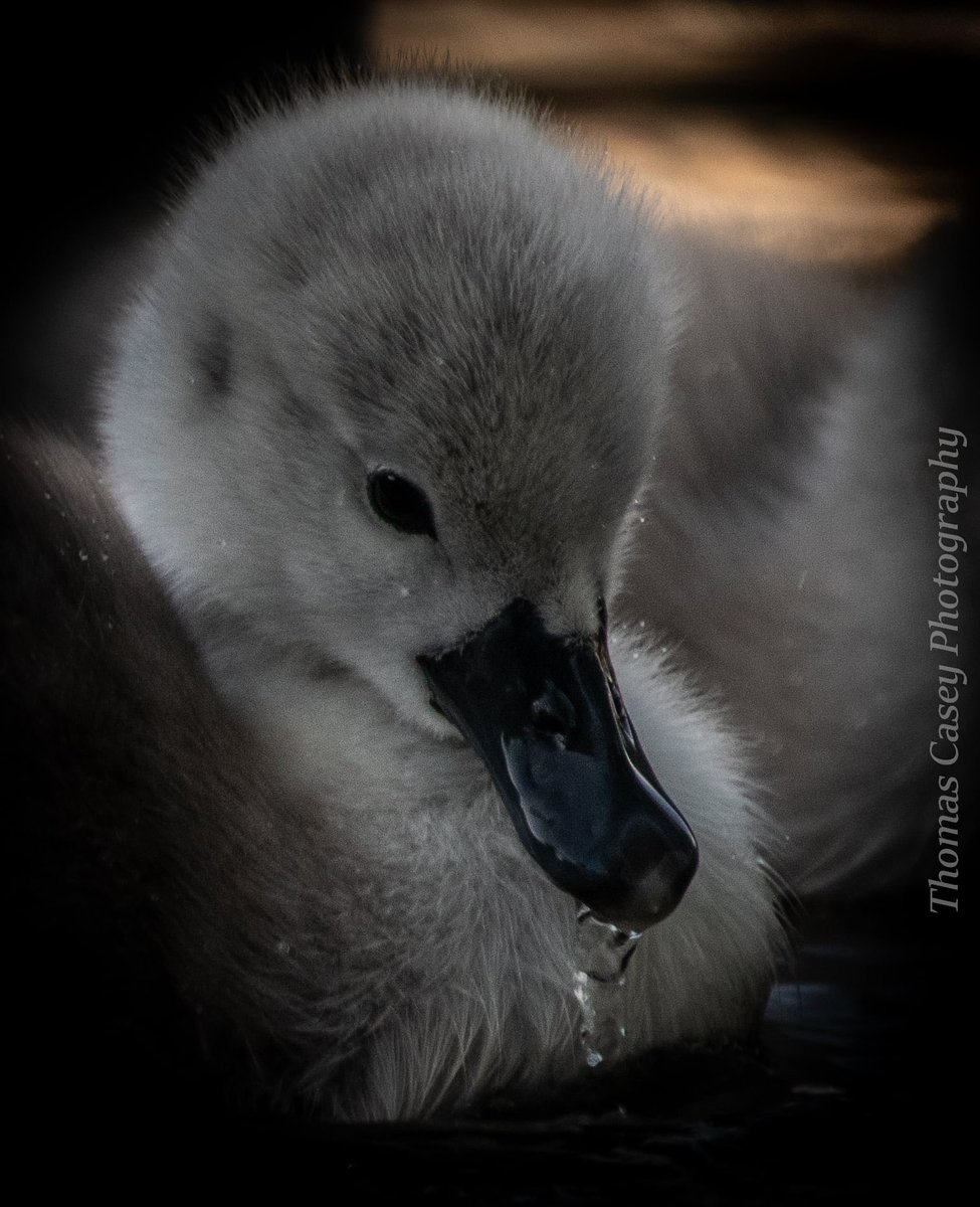 Thomas Casey tweet media