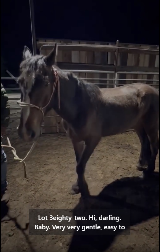 WildCorp's tweet photo. #Miracles Do Happen Thank you😇Angel Donor😇for donating the remainder of the bail needed to save Apple and Romeo Both have been full bailed. Long happy lives sweet ones you are SAFE.  #SaveourWildHorses #WildHorses #RacingExtinction #HorseRescue https://t.co/YTNmYmORfo