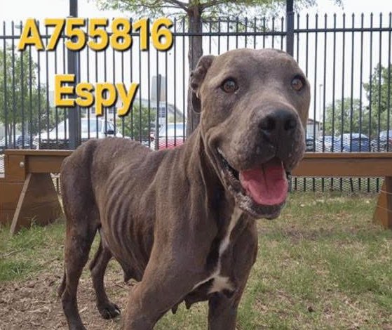 _taysmyoxygen1d's tweet photo. 🆘 SKINNY DOG MOM ESPY 💔#A755816 &amp; HER 2 BABIES ARE BEING KILLED TODAY 5.20 BY #SANANTONIO ACS #TEXAS‼️

✨2yo, 50 lbs

🚨Concerns about pale gums &amp; not lactating. BCS 2/9. Alopecia w flaking. 

🚸#Rescue &amp;/or #Foster only
📧acsrescue-foster@sanantonio.gov

#PledgeForRescue 🙏🏼 https://t.co/FLb42DdI6C